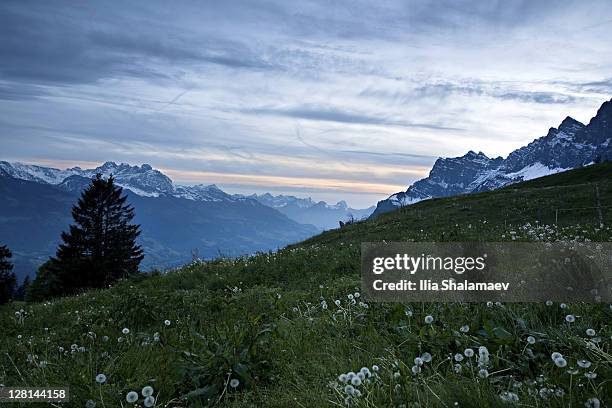 alpine field, heidiland, swiss alps, switzerland - heidiland stock pictures, royalty-free photos & images