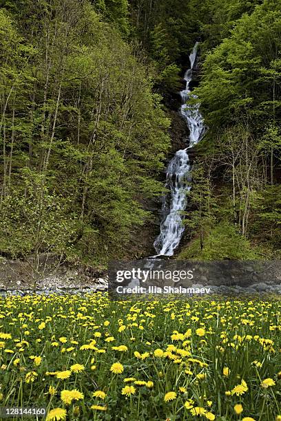 landscape with wildflowers and waterfall during alpine spring, heidiland, swiss alps, switzerland - heidiland stock pictures, royalty-free photos & images