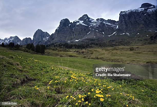 landscape with wildflowers and mountains during alpine spring, heidiland, swiss alps, switzerland - heidiland stock pictures, royalty-free photos & images