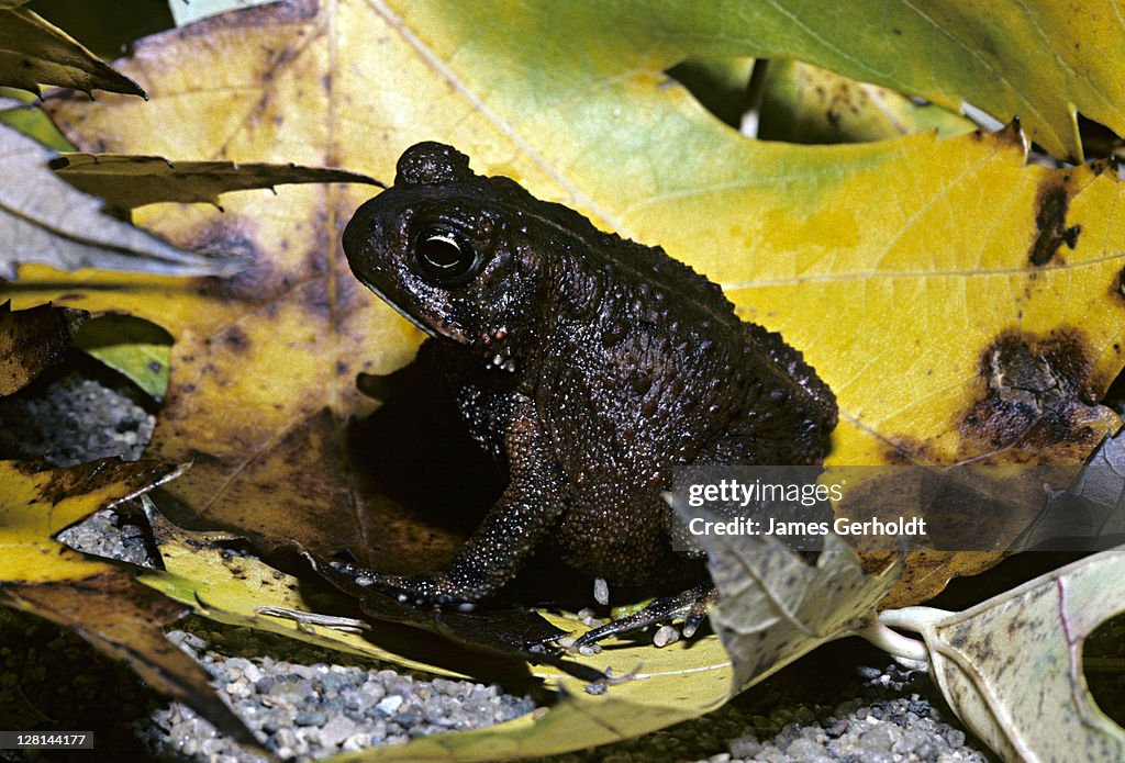 American Toad, Bufo americanus, Vilas County, Minnesota, USA