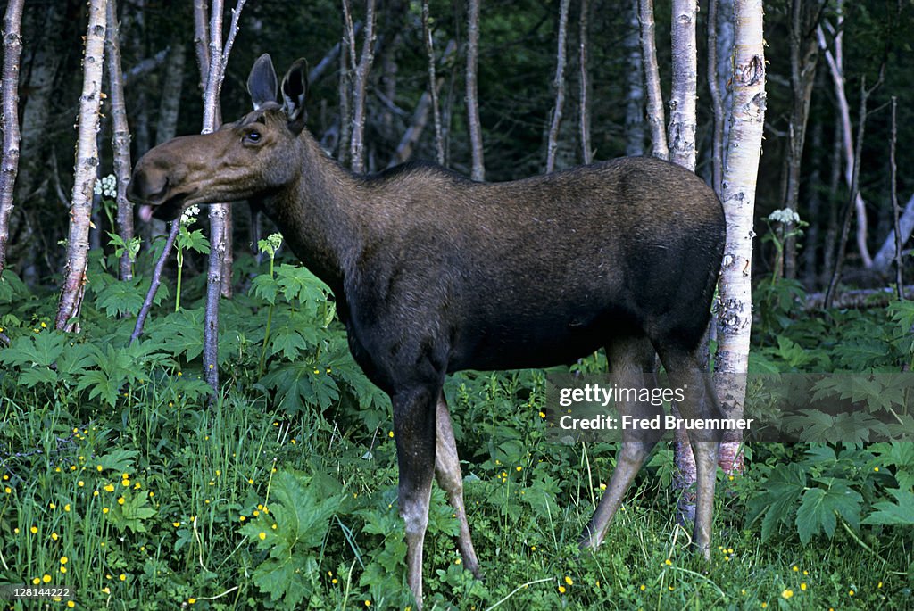 Young female Moose, Alces alces. Newfoundland, Canada