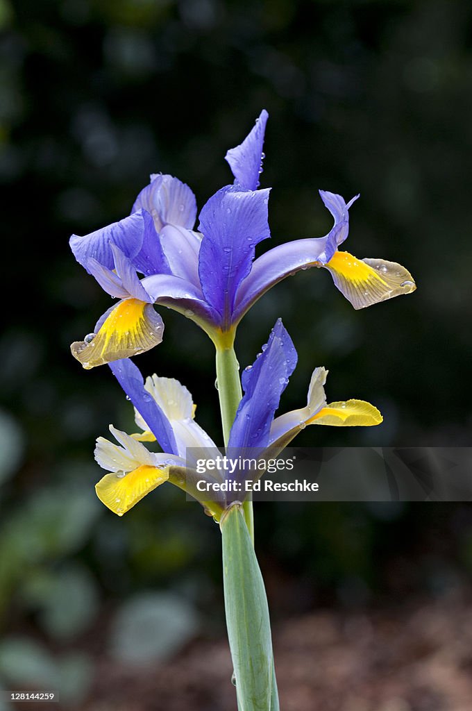 Iris Symphony, Iris sp. This is a wide-ranging genus of more than 200 species. Native to temperate regions of the northern hemisphere. Raulston Arboretum, North Carolina State University. Raleigh, North Carolina. USA