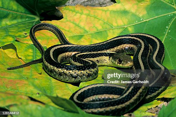 eastern garter snake, thamnophis s. sirtalis, dakota county, minnesota, usa - garter snake fotografías e imágenes de stock