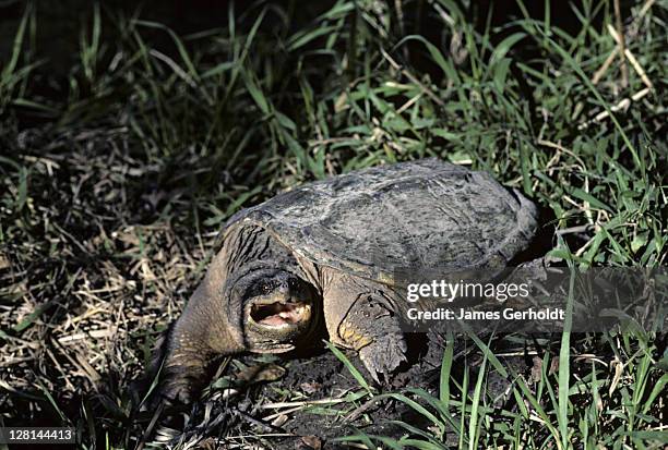 common snapping turtle, chelydra s. serpentina, fillmore county, minnesota, usa - snapping turtle stock pictures, royalty-free photos & images