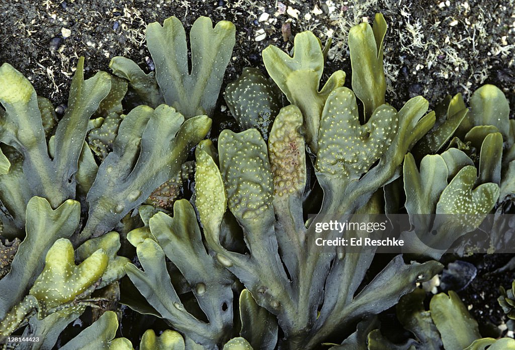Closeup of exposed Rockweed, Fucus sp., a brown algae, during lowtide on Pacific coast