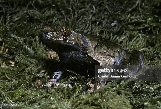 asian horned frog, megophrys sp, southeastern asia - megophrys stockfoto's en -beelden