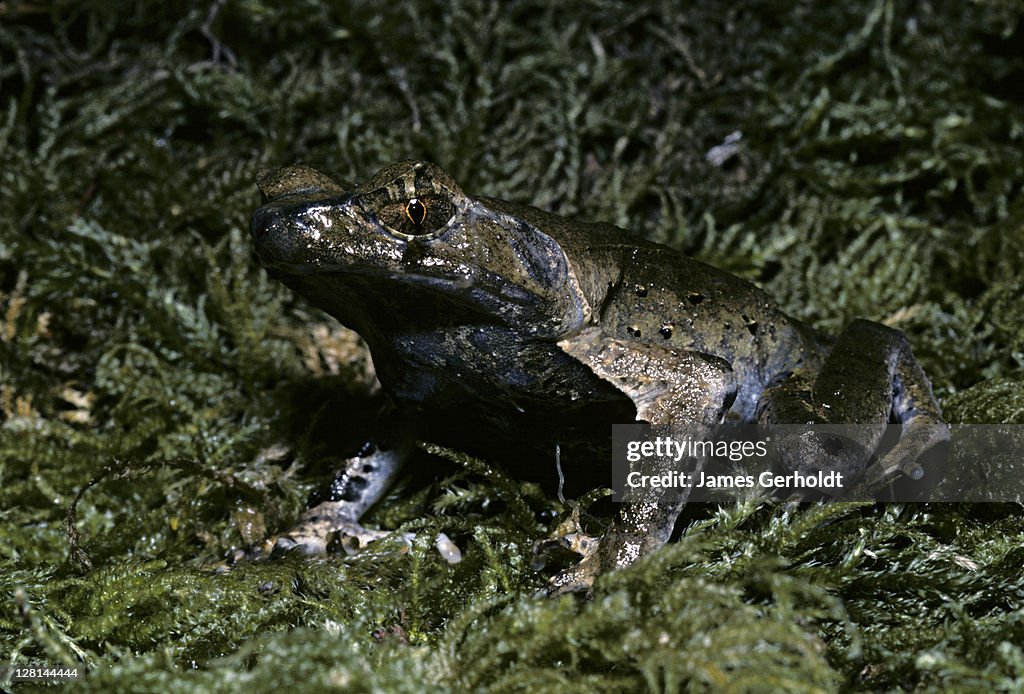 Asian Horned Frog, Megophrys sp, southeastern Asia