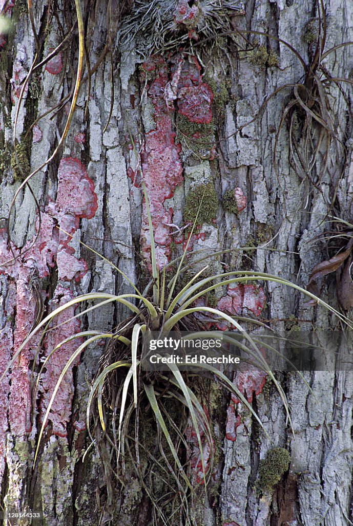 Bromeliad or air plant, moss and Baton Rouge lichen growing on tree trunk, Cypress Swamp, southern Florida, USA