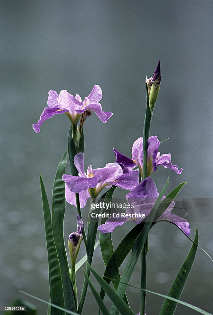 Raindrops on Irises