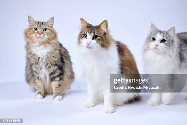 three cats white background - three cats stock pictures, royalty-free photos & images