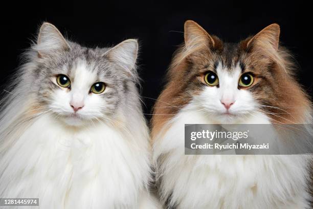 norwegian forest cat - rassekatze stock-fotos und bilder