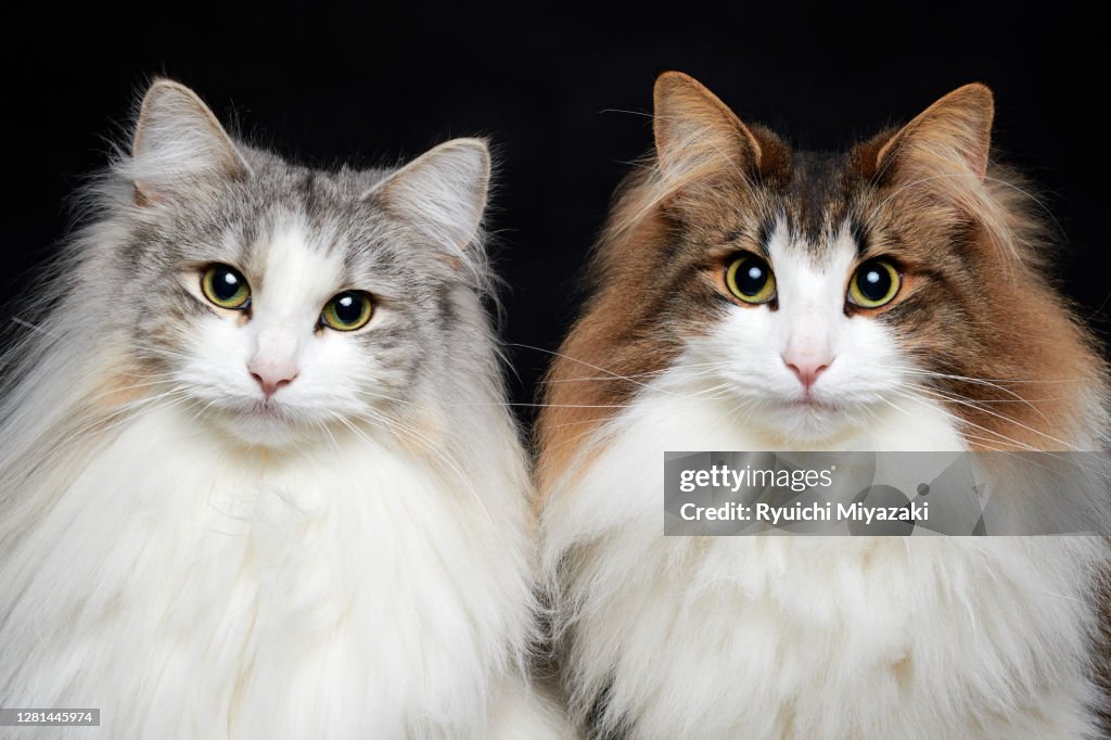 Norwegian forest cat