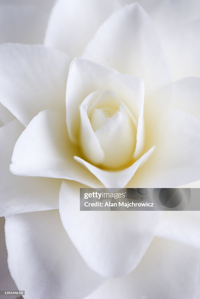 White Camellia Blossom