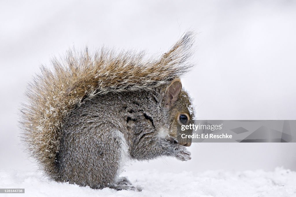 Eastern Gray Squirrel (Sciurus carolinensis) in winter snow with protective posture of tail Michigan, USA