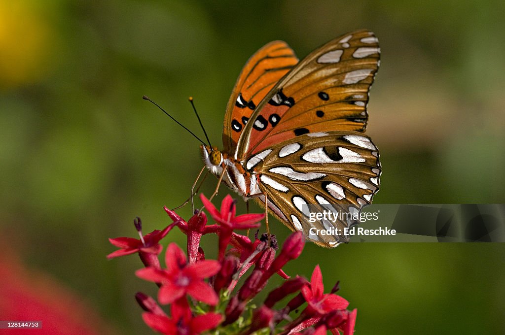 Gulf Fritillary Butterfly (Agraulis vanillae) nectaring on Penta Flowers, Fort Myers, Florida, USA