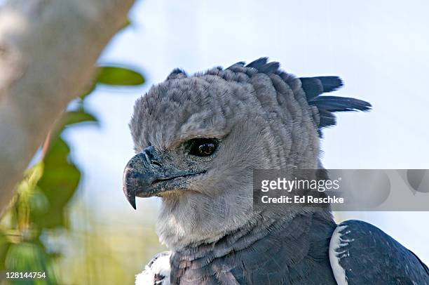 harpy eagle, (harpia harpyja) neotropical eagle, miami metrozoo, florida, usa - harpy eagle - fotografias e filmes do acervo