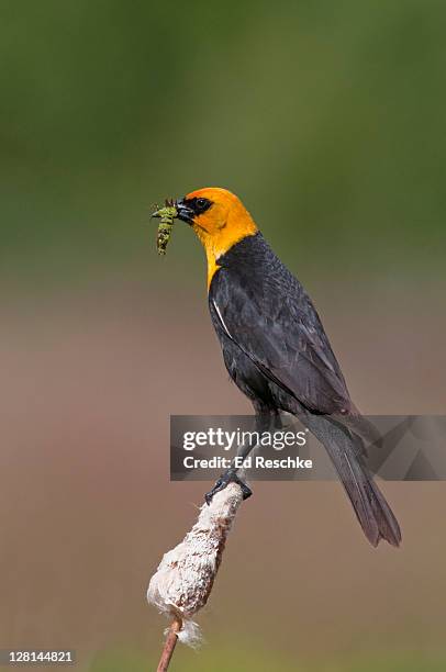 yellow-headed blackbird (xanthocephalus xanthocephalus) with a dragonfly larva (or naiad), national bison range, montana, usa - xanthocephalus stock pictures, royalty-free photos & images