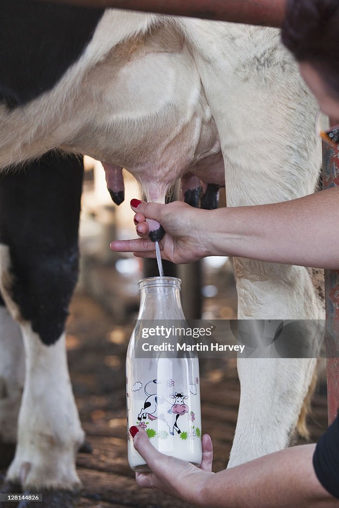 Cow being milked by hand into glass milk bottle, close up