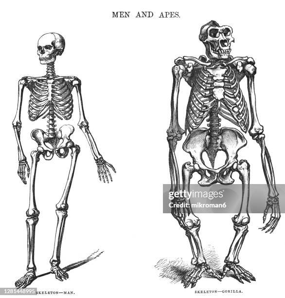 Monkey Backbone Monkey Anatomy Photos and Premium High Res Pictures - Getty Images