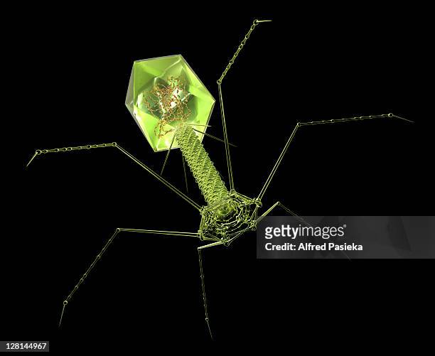 bacteriophage (enterobacteria phage t4) a virus that infects bacteria, against black background - バクテリオファージ ストックフォトと画像