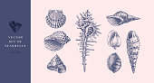 Set of hand-drawn realistic seashells.
