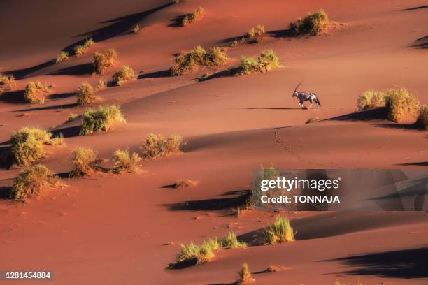 oryx antelope at the namib desert - sossusvlei 個照片及圖片檔