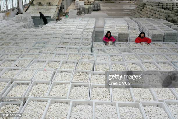Aerial view of employees checking silkworm cocoons before drying them at a workshop of a silk company on October 20, 2020 in Chongqing, China.