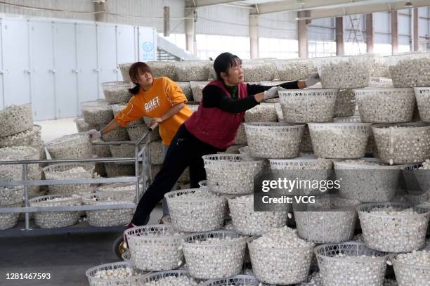 An employee arranges dried silkworm cocoons at a workshop of a silk company on October 20, 2020 in Chongqing, China.