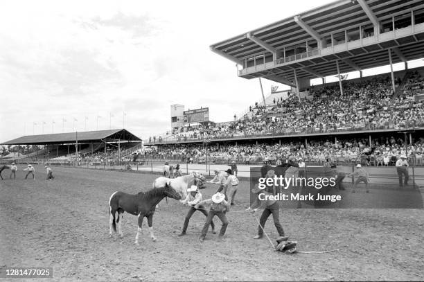 Cheyenne Rodeo Foal Racing Cheyenne Frontier Days Wild Horse Photos and Premium High Res Pictures ...