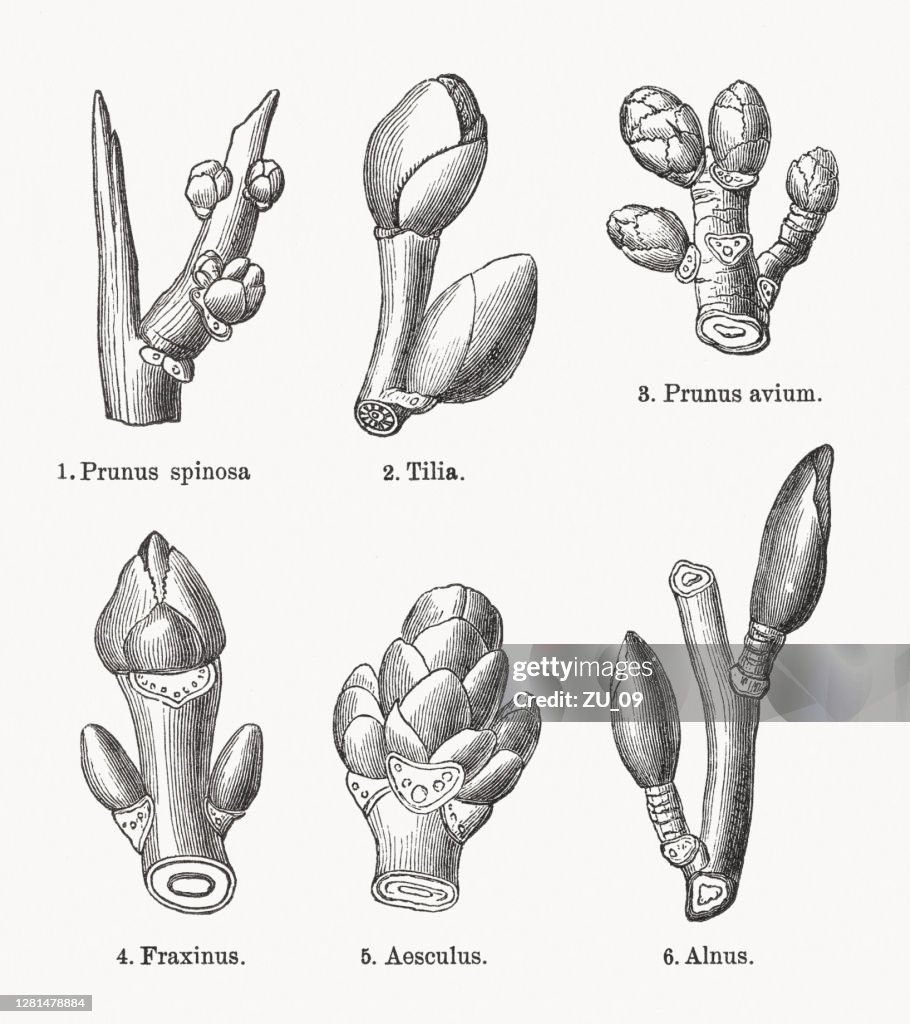 Knospen verschiedener Laubbäume, Holzstiche, veröffentlicht 1893