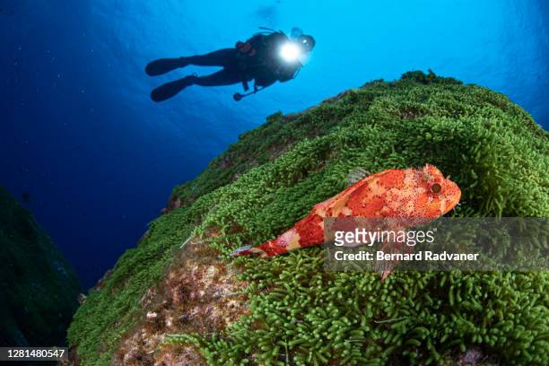 scuba diver above red scorpion fish - pico azores stockfoto's en -beelden