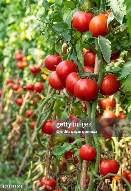 organic tomatoes growing in a greenhouse or tomato field - beefsteak tomato stock pictures, royalty-free photos & images