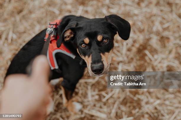 hund mit geschirr hundegeschirr gehorsam erziehung sitz hundeerziehung leine hundeleine - hundeleine stock pictures, royalty-free photos & images