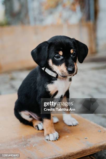 hund welpe hundewelpe mischling niedlich spielt verspielt - niedlich stock pictures, royalty-free photos & images