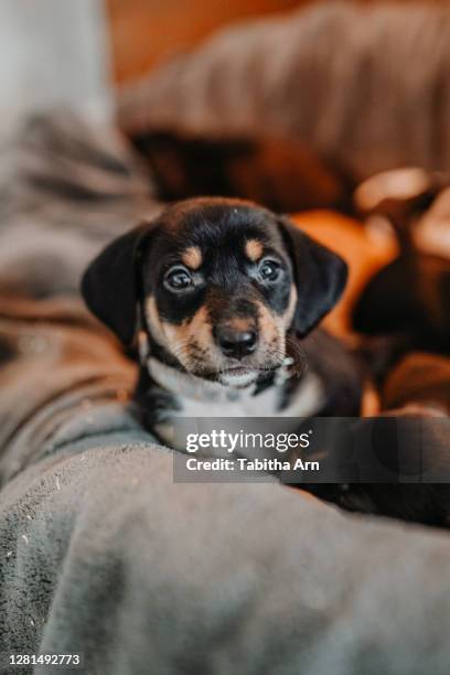 hund welpe hundewelpe mischling niedlich unter wärmelampe - niedlich stock pictures, royalty-free photos & images