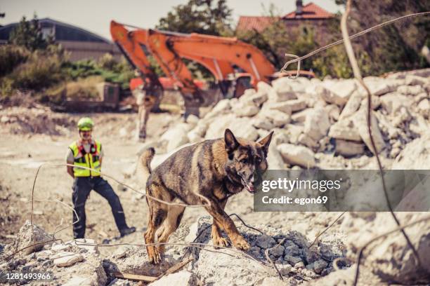 rescuer search with help of rescue dog - earthquake rescue stock pictures, royalty-free photos & images