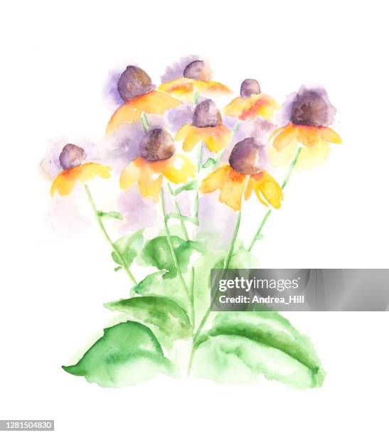 rudbeckia, black eyed susan or coneflowers watercolor floral painting. raster illustration - black eyed susan vine stock illustrations