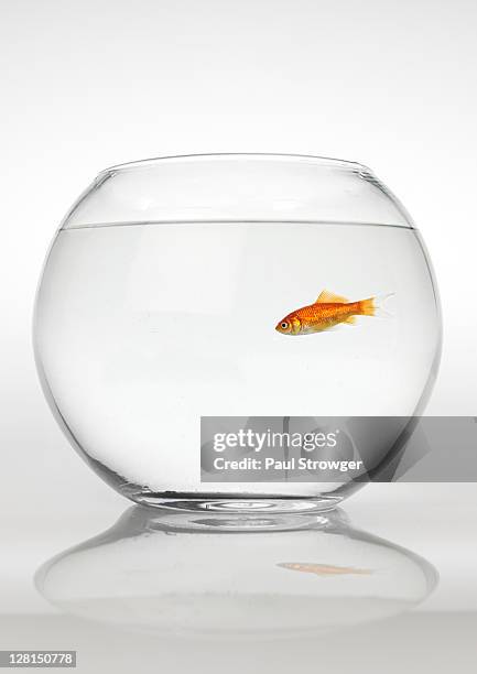 goldfish in glass bowl - fish bowl stock pictures, royalty-free photos & images