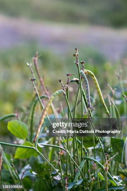 azuki plant with pods in organic vegetable garden - adzukibohne stock-fotos und bilder