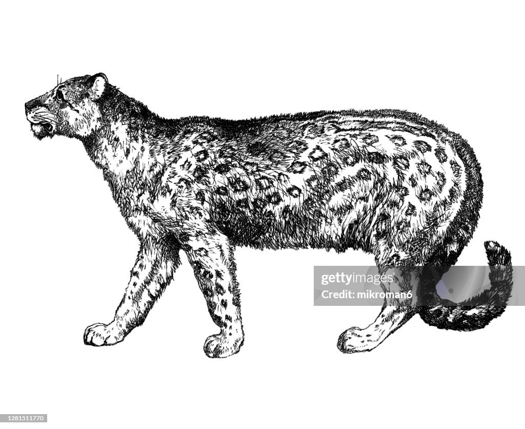 Old engraved illustration of Ounce, The snow leopard (Felis irbis, Panthera uncia) - Carnivorous Animal.