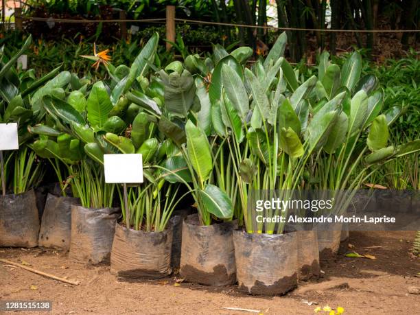 the crane flower or bird of paradise (strelitzia reginae), a species of flowering plant indigenous to south africa ready to plant in a garden of medellin, antioquia / colombia - bird on a tree stock-fotos und bilder