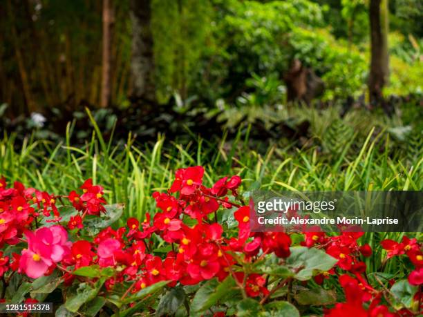 wax begonia or clubed begonia (begonia cucullata) in a garden in medellin, colombia - begonia stock pictures, royalty-free photos & images