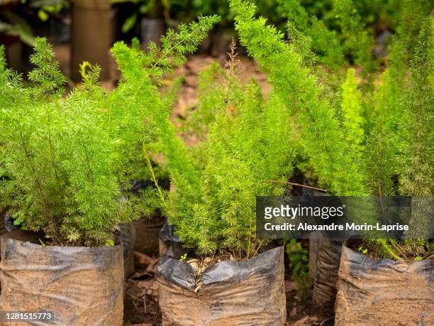 the asparagus fern, plume asparagus or foxtail fern (asparagus densiflorus) ready to be planted in a garden in medellin, colombia - asparagus des fleuristes photos et images de collection