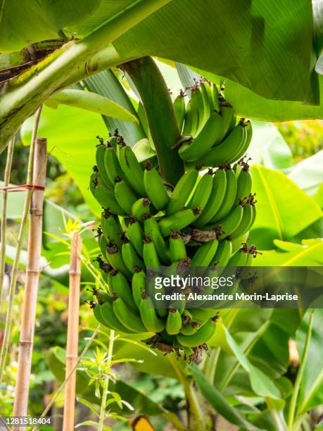 banana tree (musa acuminata) in a garden in a cloudy day - banana tree stockfoto's en -beelden