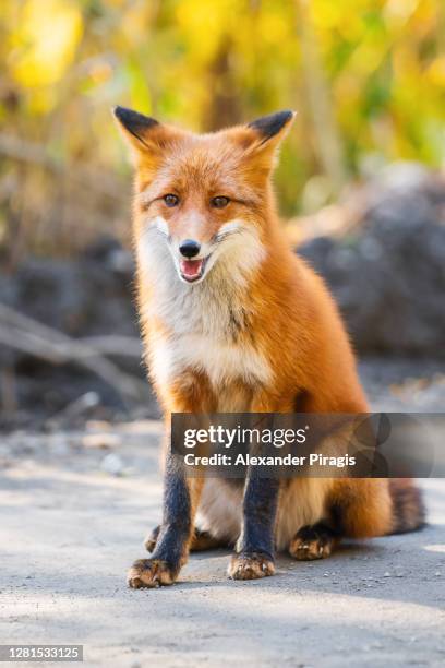 portrait of cute red fox with fiery fur color sitting on stones on background of autumn forest - fuchspfote stock-fotos und bilder