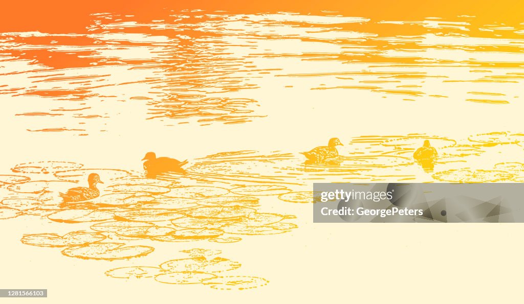 Ducks swimming on lake
