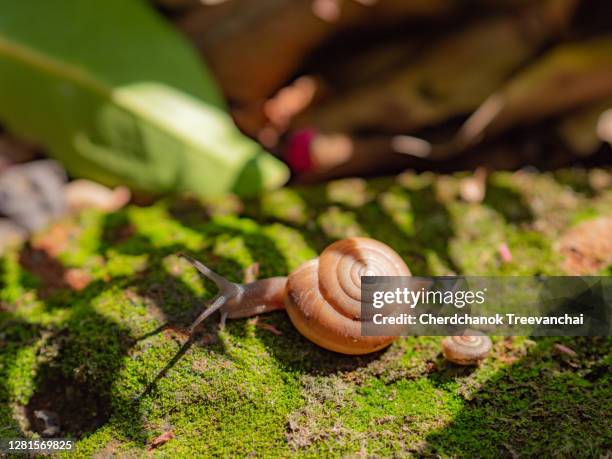 turbo snail on the moss ground - turbo snails stock pictures, royalty-free photos & images