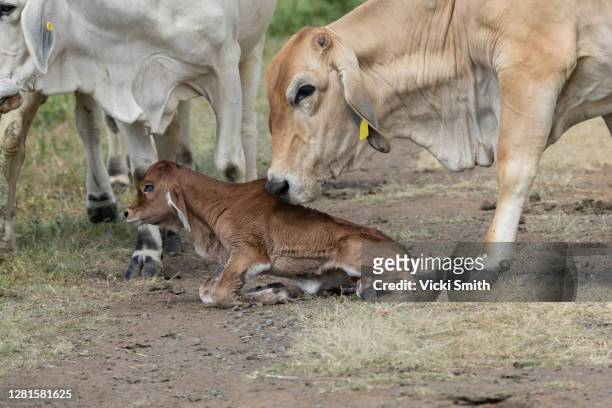 mother cow licking her new born calf trying to encourage it to stand up - female animal stock pictures, royalty-free photos & images