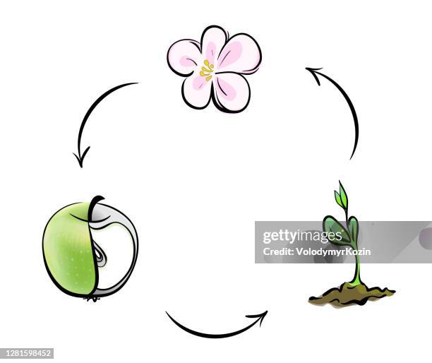 illustration of cyclicity in nature on the example of a plant - apple blossom sketch stock illustrations