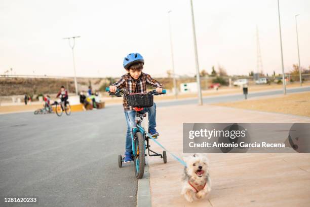 little boy on bike is towed by his dog in funny scene - stützrad stock-fotos und bilder